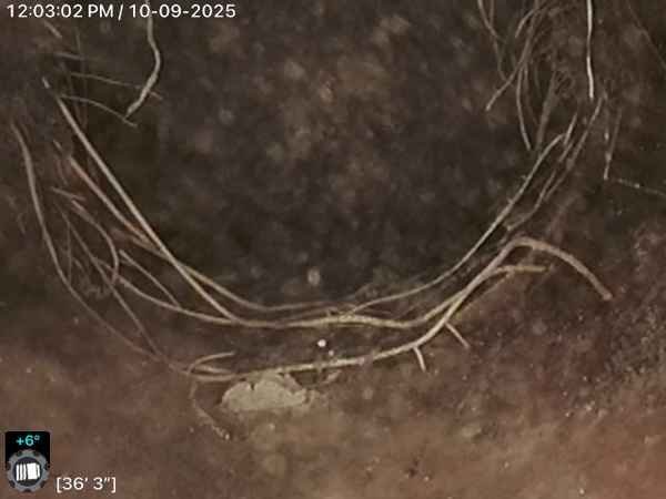 Sewer camera footage showing root intrusion inside the pipe at 36 feet 3 inches depth.